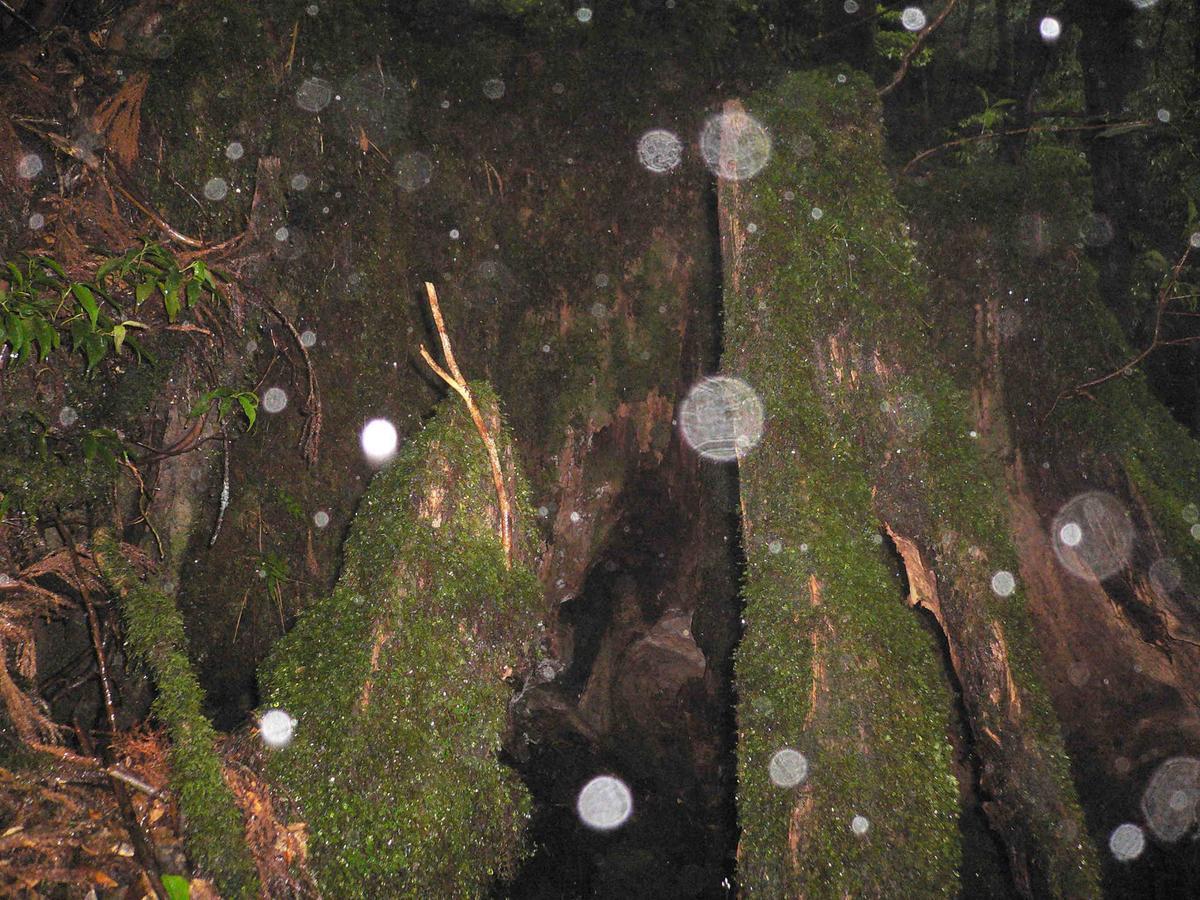 Pension Blue Drop Yakushima  Dış mekan fotoğraf